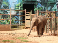 【视频】散步、戏水~ 小象“莫莉”开始室外适应性训练