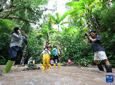 云南景洪：基诺山村开辟“雨林徒步游”促增收