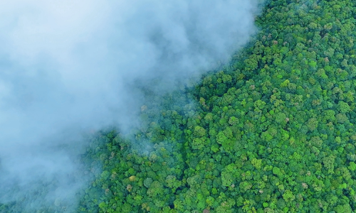 云南双江：云雾漫山处 “瞰”万亩野生古茶树群落