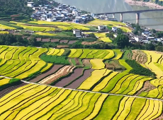 云南大理：澜沧江畔秋意浓 稻谷飘香绘“丰”景