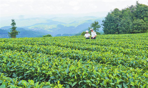 小茶园收获大信心