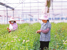 赓续长征精神 奋进复兴征程丨楚雄市：长征路上开满花